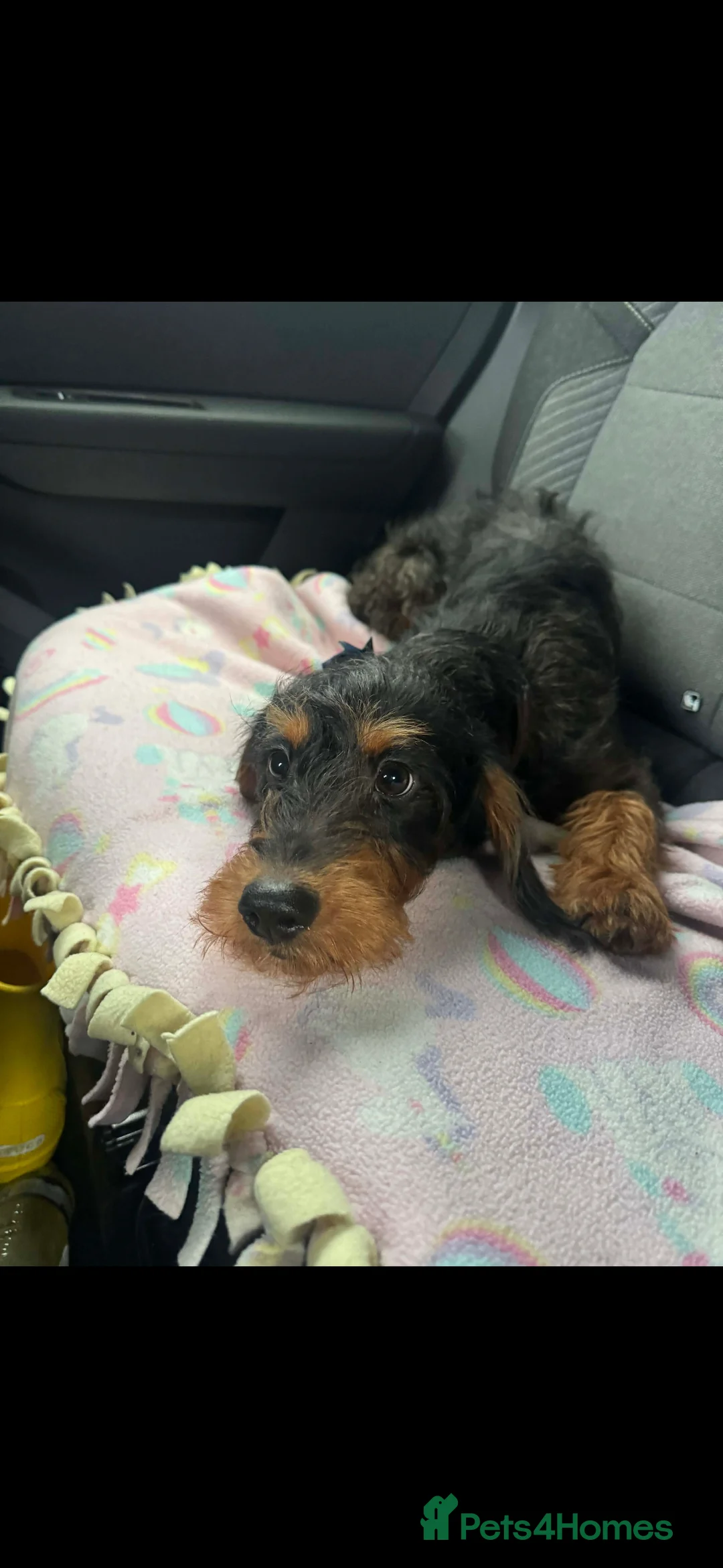 Doxiepoo dogs for sale: Gorgeous doxiepoo  - Advert 3