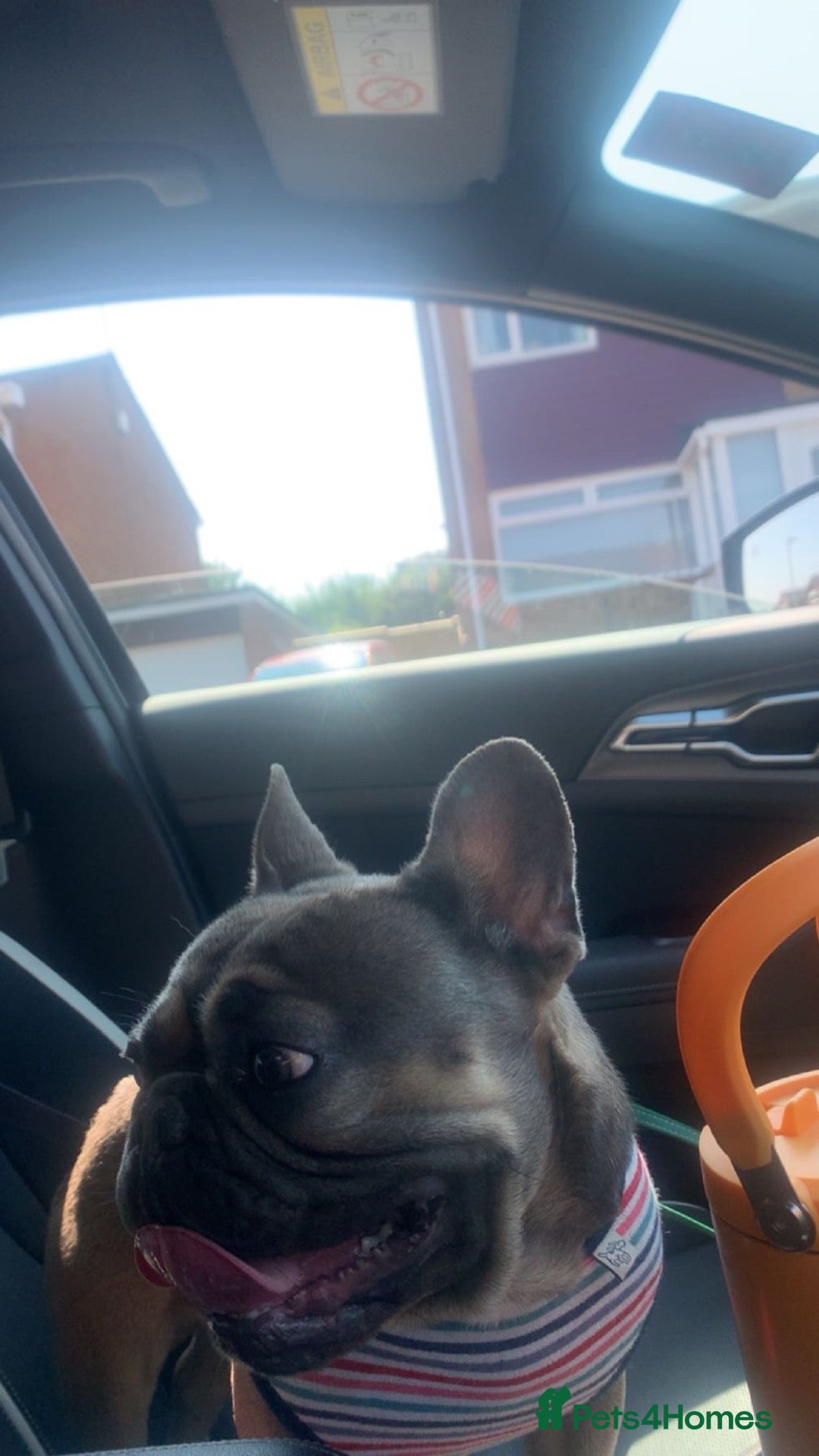 French Bulldog dogs French Bull dog for re homing - Advert 1