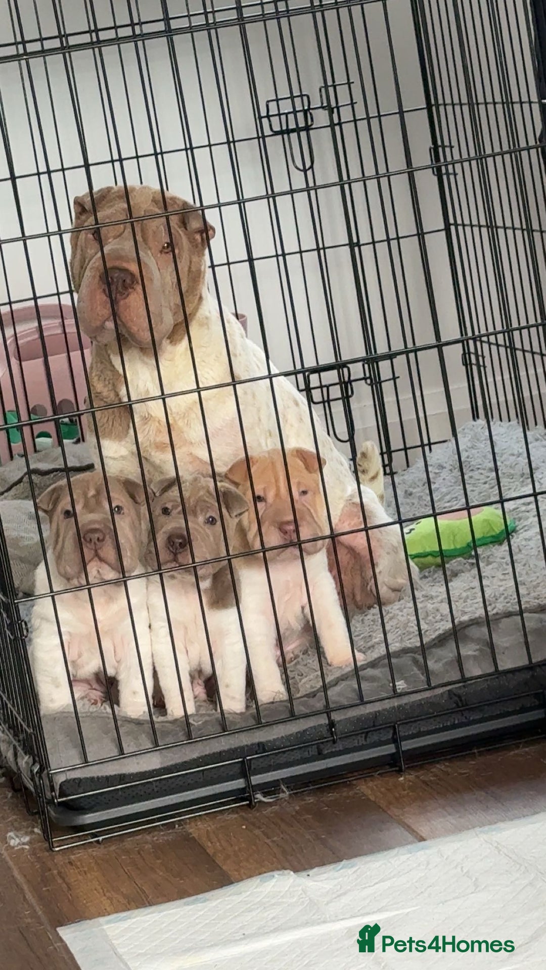 Shar Pei dogs for sale: Shar pei puppies - Image 4