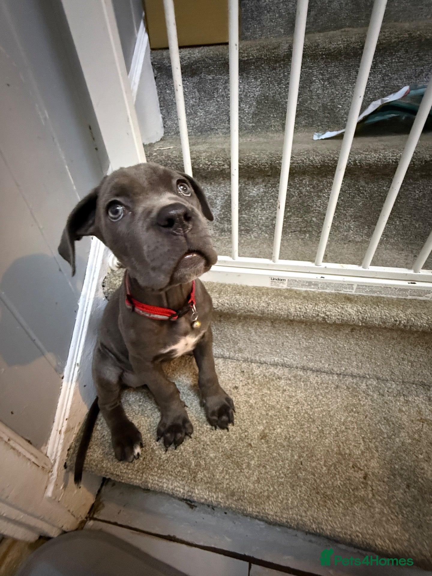 Cane Corso dogs Cane corso puppies - Advert 1