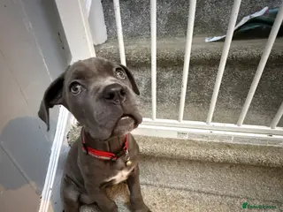 Cane Corso dogs Cane corso puppies - Advert 5