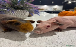 Guinea Pig rodents for sale: X2 one year old super cute skinny pigs  - Image 2