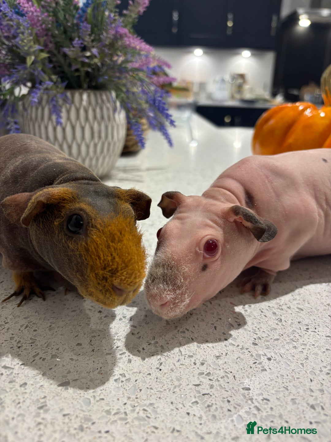 Guinea Pig rodents for sale: X2 one year old super cute skinny pigs  - Image 2