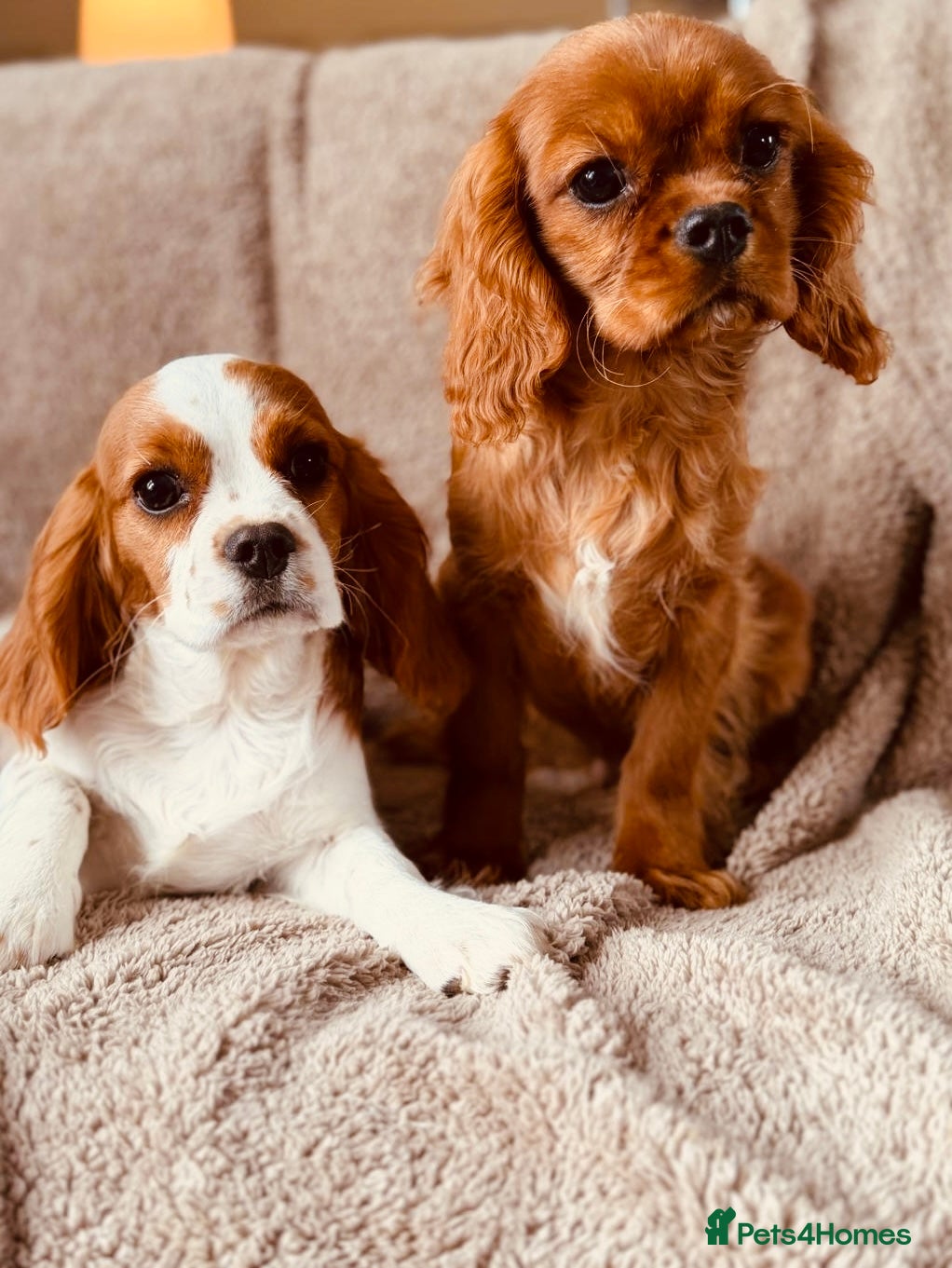 Cavalier King Charles Spaniel dogs Cavaliers  - Advert 1