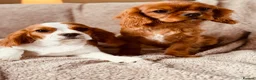 Cavalier King Charles Spaniel dogs for sale: Cavaliers  - Advert 1
