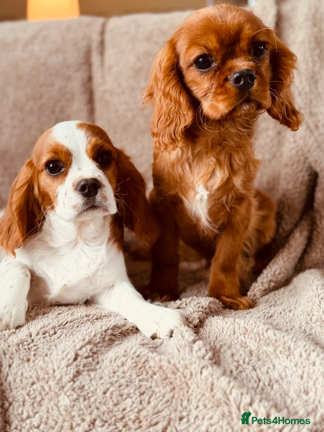 Cavalier King Charles Spaniel dogs for sale: Cavaliers  - Advert 1