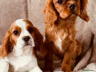 Cavalier King Charles Spaniel dogs Cavaliers - Advert 8