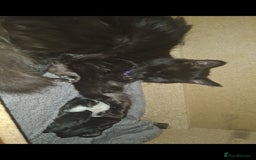 Mixed Breed cats for sale: Beautiful mixed kittens - Advert 1