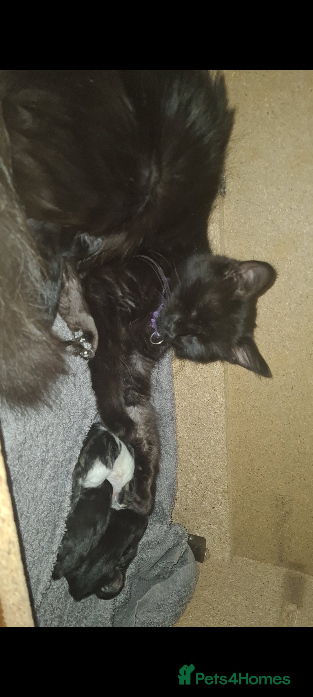 Mixed Breed cats for sale: Beautiful mixed kittens - Advert 1