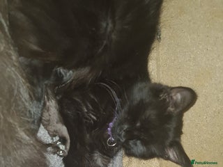 Mixed Breed cats for sale: Beautiful mixed kittens - Advert 1