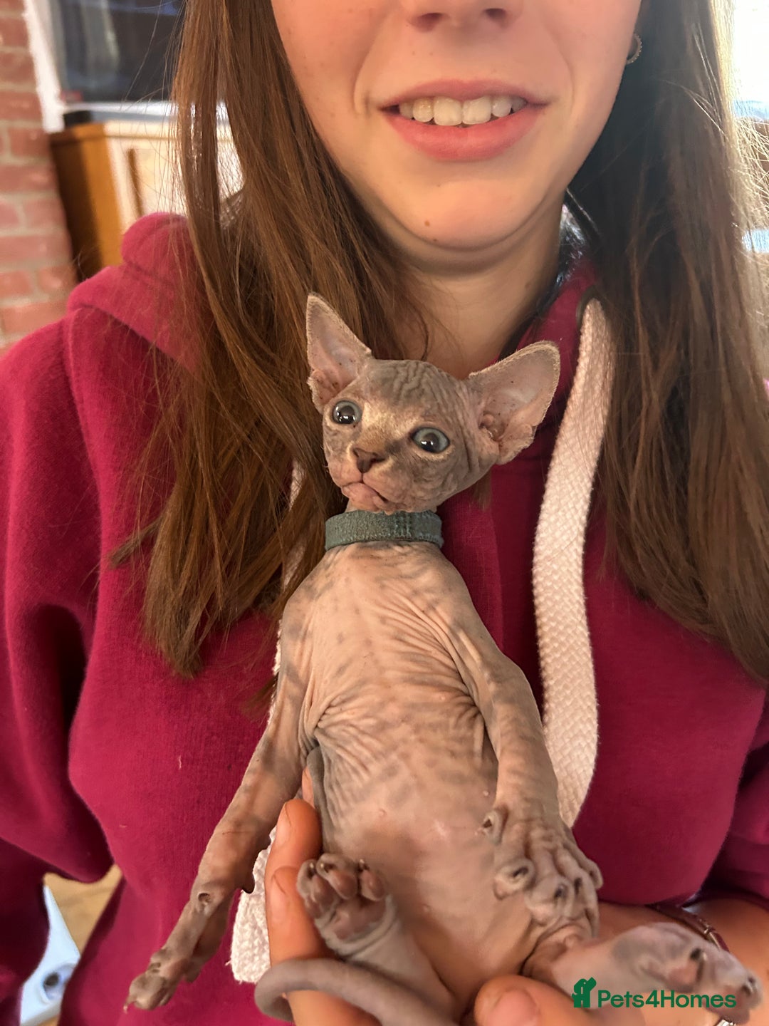 Sphynx cats for sale: Beautiful lot of Sphynx kittens from family pets - Image 12