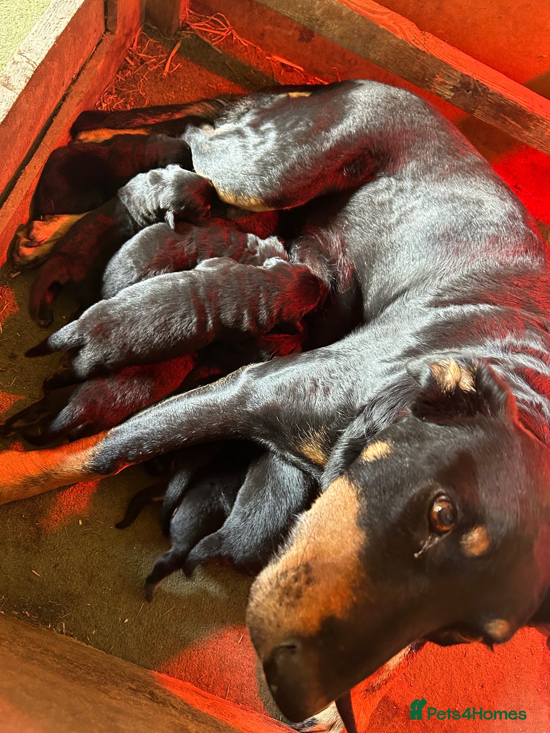 Mixed Breed dogs for sale: Beautiful Retriever X Huntaway puppies for sale - Image 8