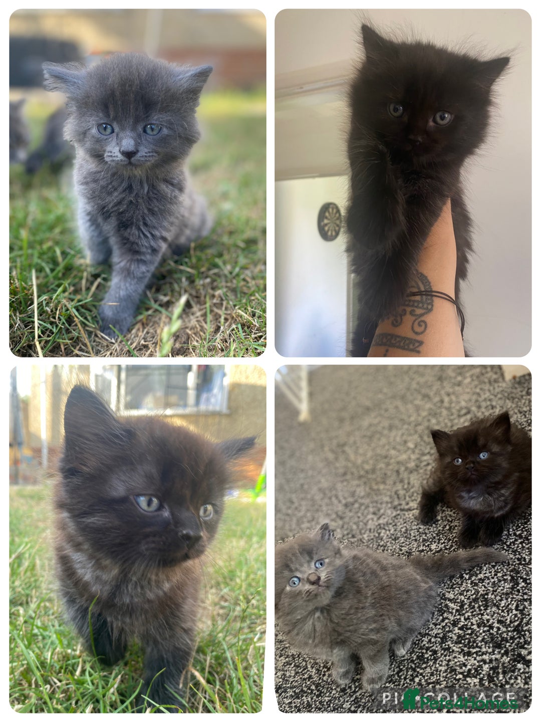 Mixed Breed cats for sale: Mainecoon and british shorthair mix  - Image 1