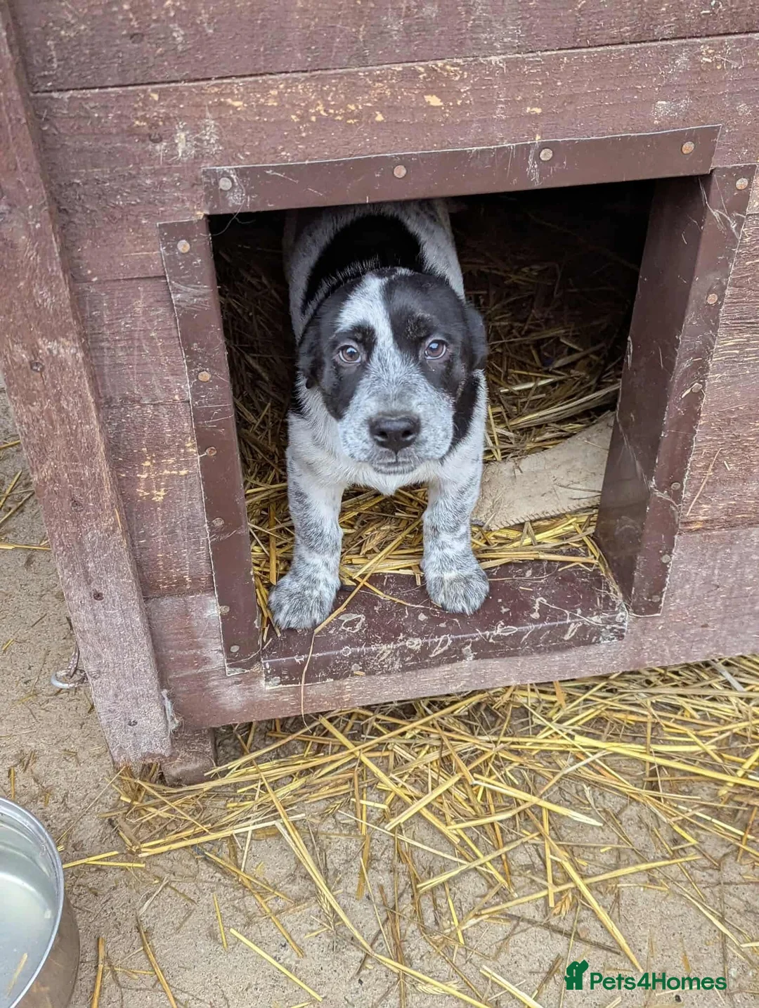 Mixed Breed dogs for adoption: Roly  - Advert 1