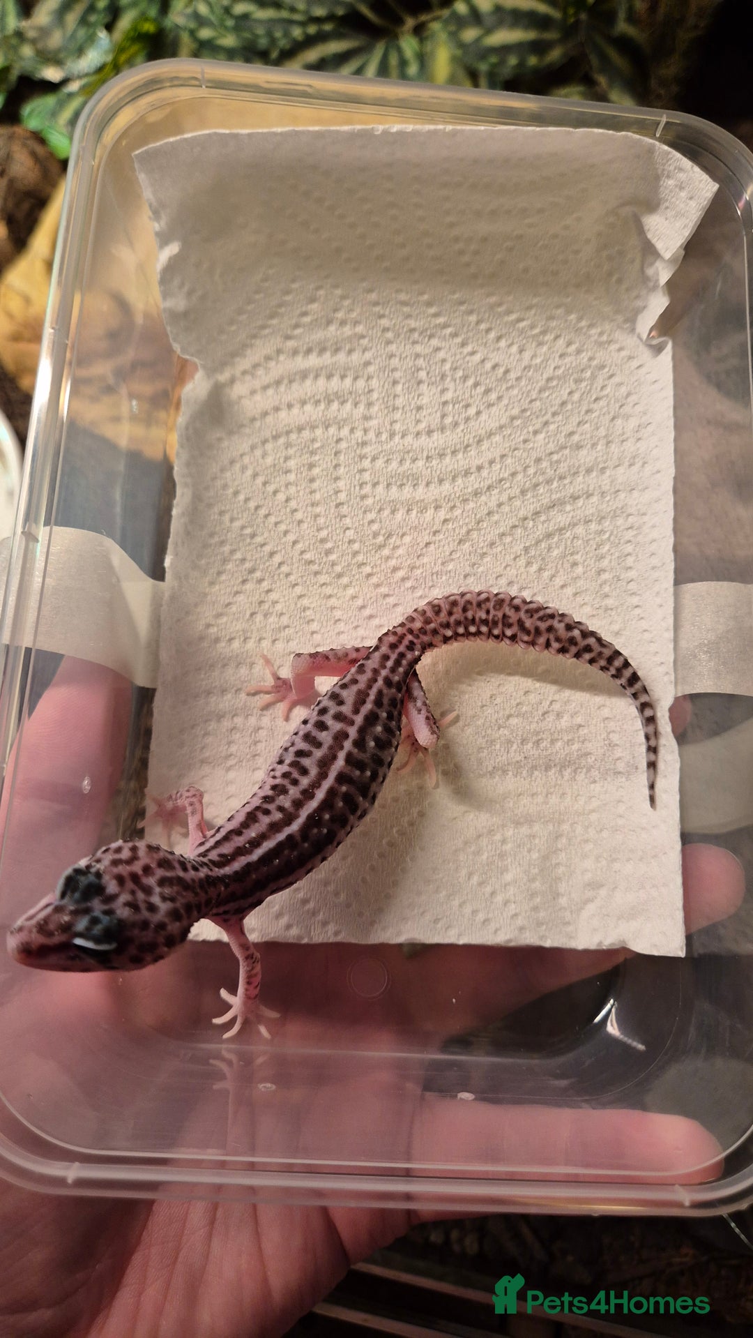 Leopard Gecko reptiles for sale: CB25 Leopard Geckos  - Advert 7