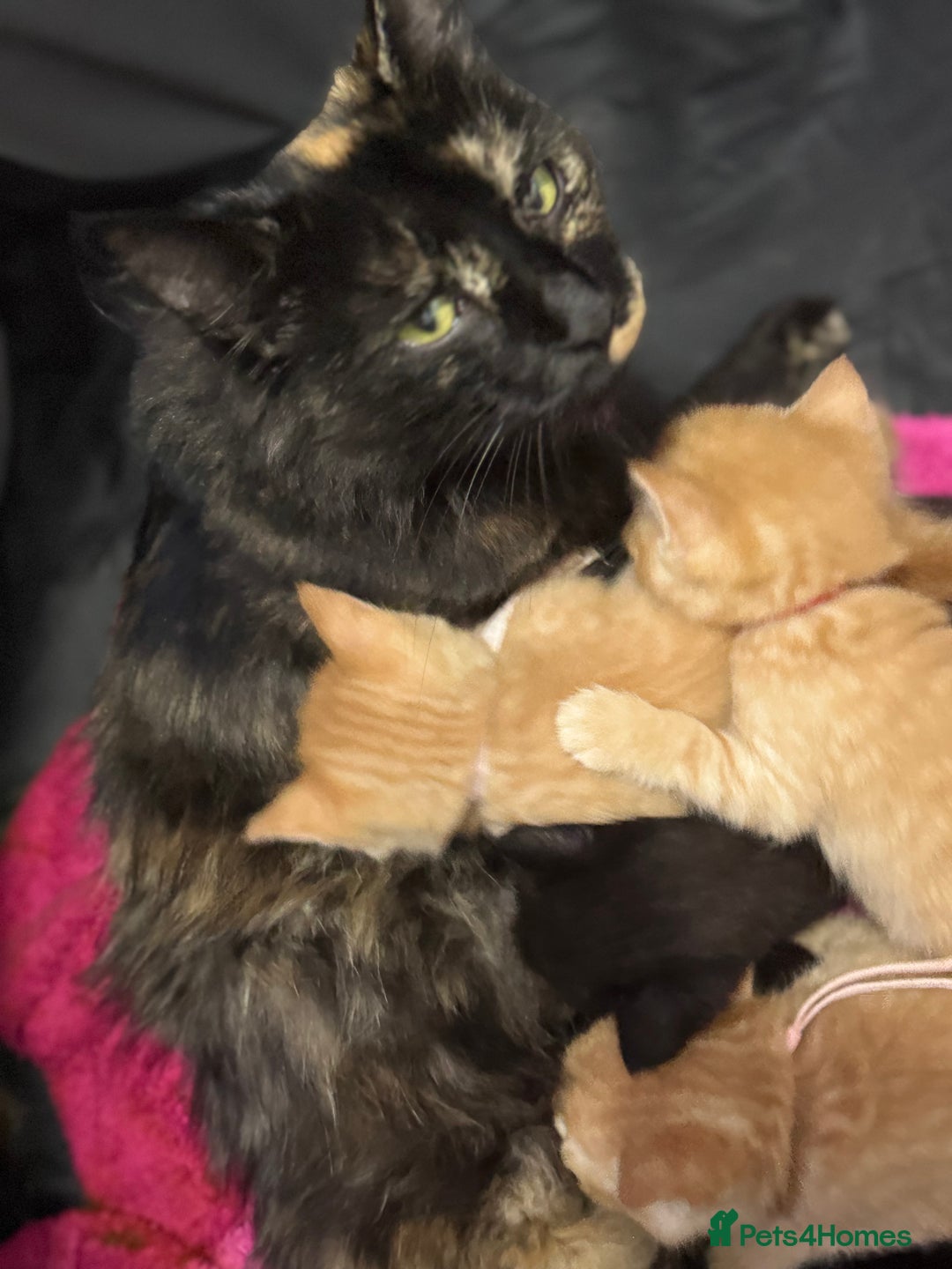 Domestic Shorthair cats for sale: 6 beautiful kittens - Image 2
