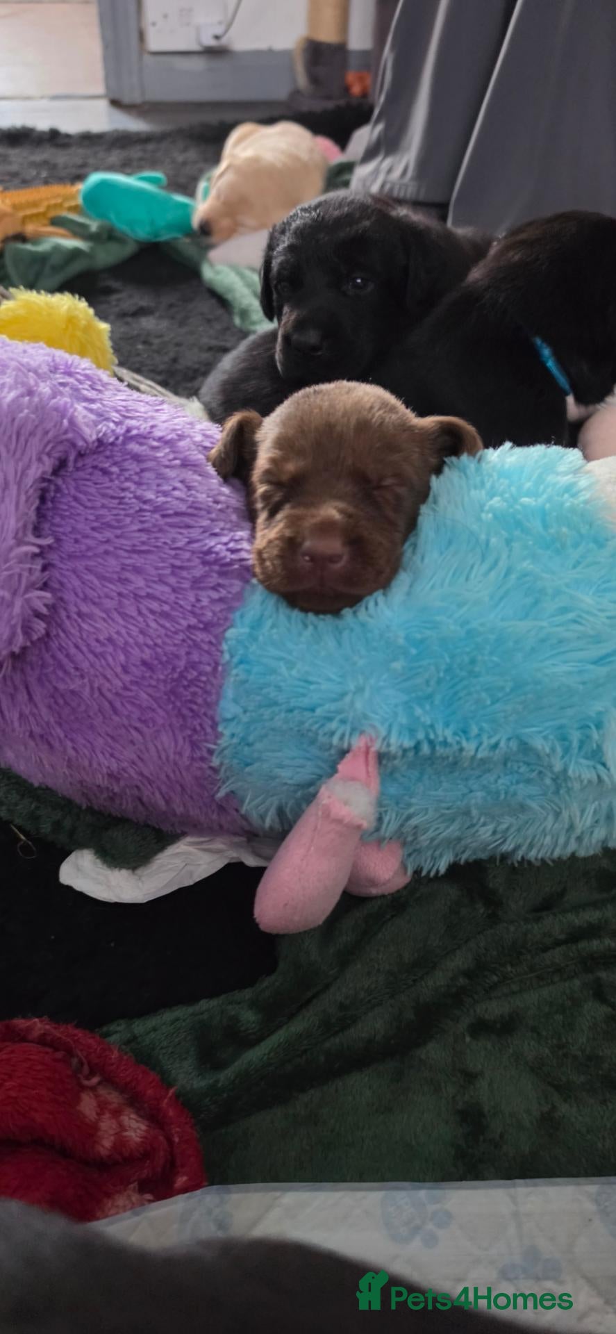 Labrador Retriever dogs STUNNING KC REG CHAMPION BLOODLINE PUPPIES 🏆🍫 - Advert 1