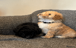 Toy Poodle dogs for sale: 2 Male Pure Toy Poodle Pups - Image 2