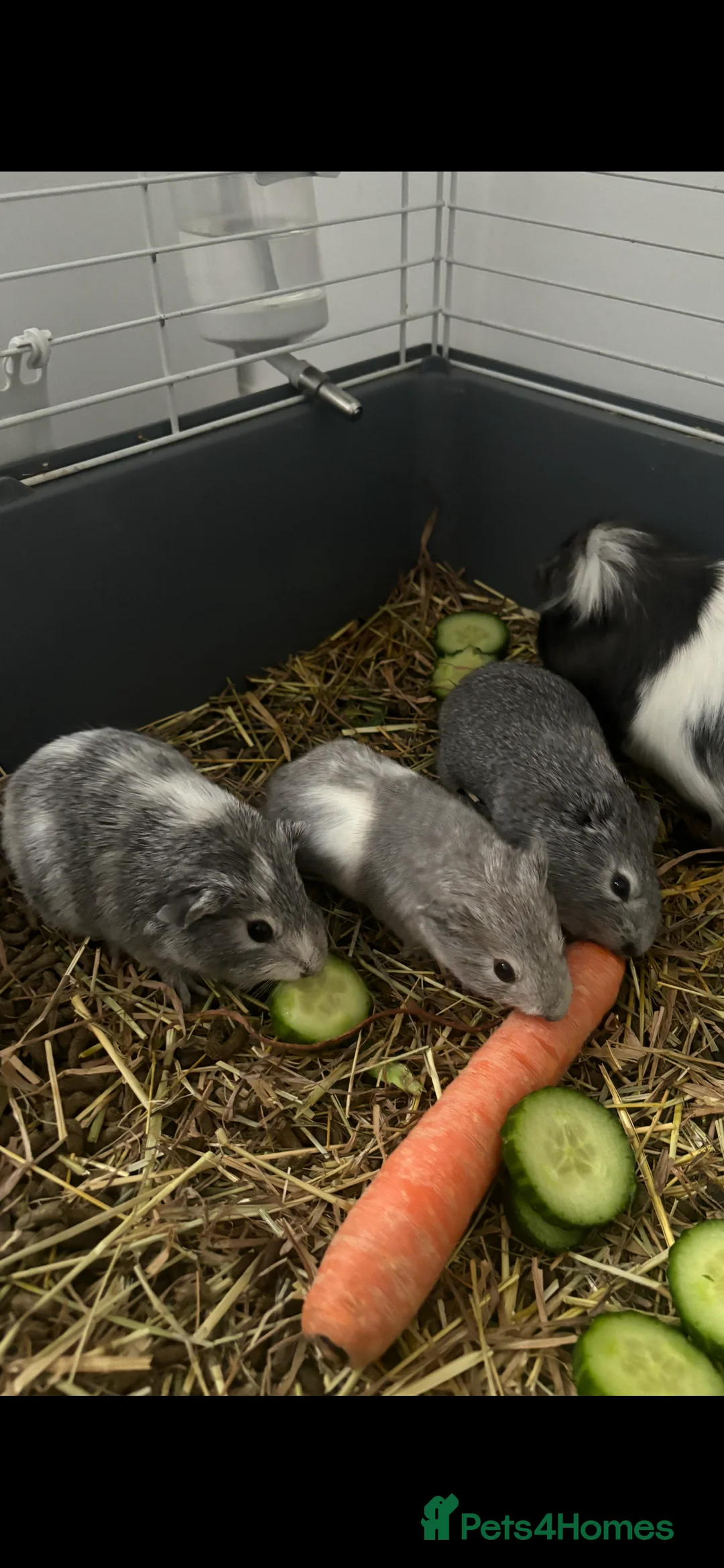 Guinea Pig rodents for sale: Baby Boars  - Advert 1