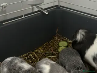 Guinea Pig rodents Baby Boars - Advert 1