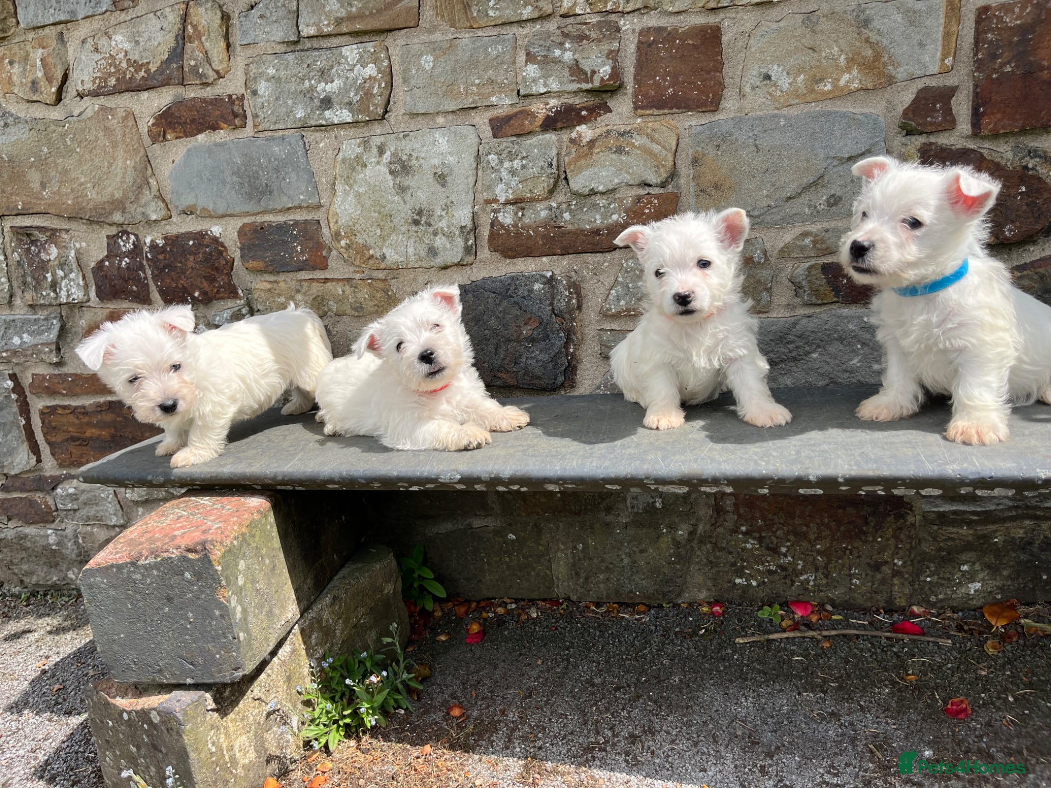 West Highland Terrier dogs for sale: Beautiful Westie Puppies  - Advert 1
