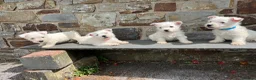 West Highland Terrier dogs for sale: Beautiful Westie Puppies  - Advert 1