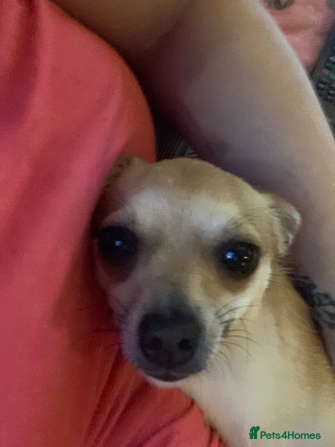 Chihuahua dogs for sale: Male Chihuahua looking for forever home - Image 12