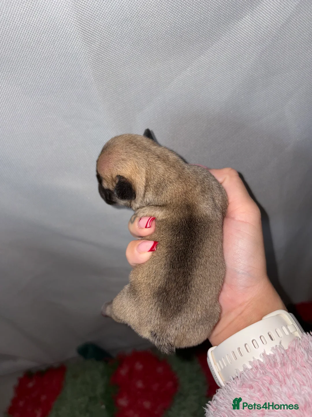 French Bulldog dogs for sale: 4 frenchie pups  - Advert 2