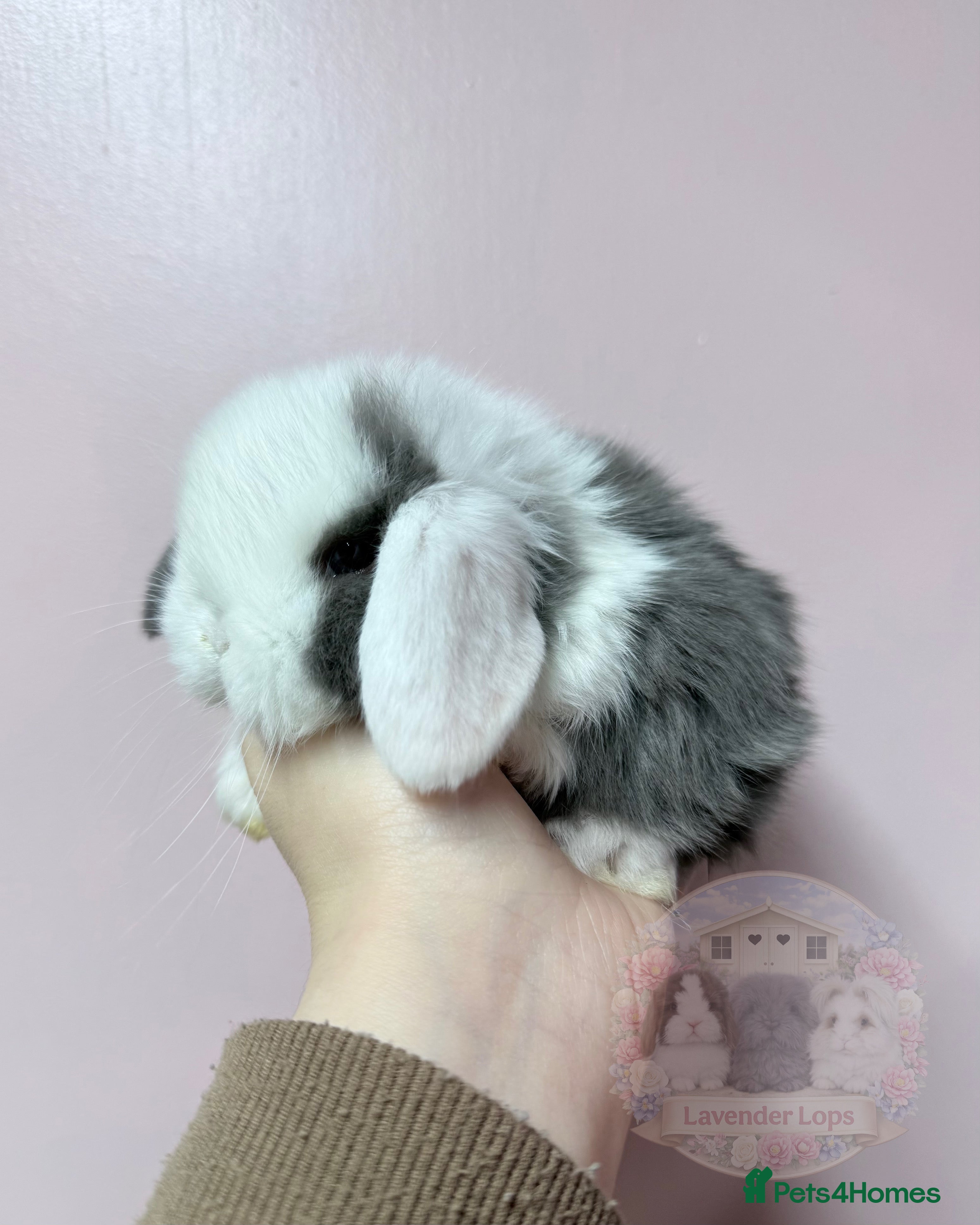 Mini Lop rabbits 🌸 Purebred Friendly Mini Lops 🌸 xxx - Advert 5