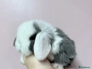 Mini Lop rabbits 🌸 Purebred Friendly Mini Lops 🌸 xxx - Advert 5