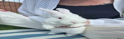 Continental Giant rabbits for sale: Continental Giant cross Mini Lop bunnies in Telford - Advert 15