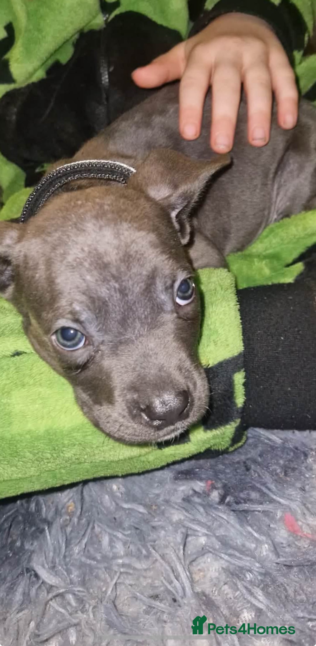 Mixed Breed dogs for sale: Cane corso hybrid - Advert 10