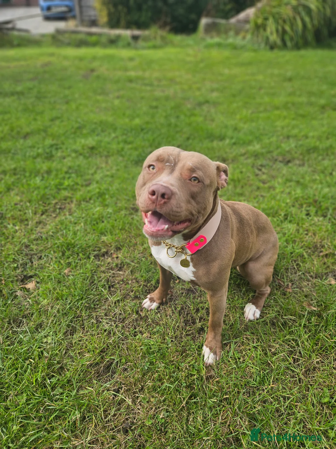 Staffordshire Bull Terrier dogs for sale: 16 month old liver & white Staffy cross - Advert 2