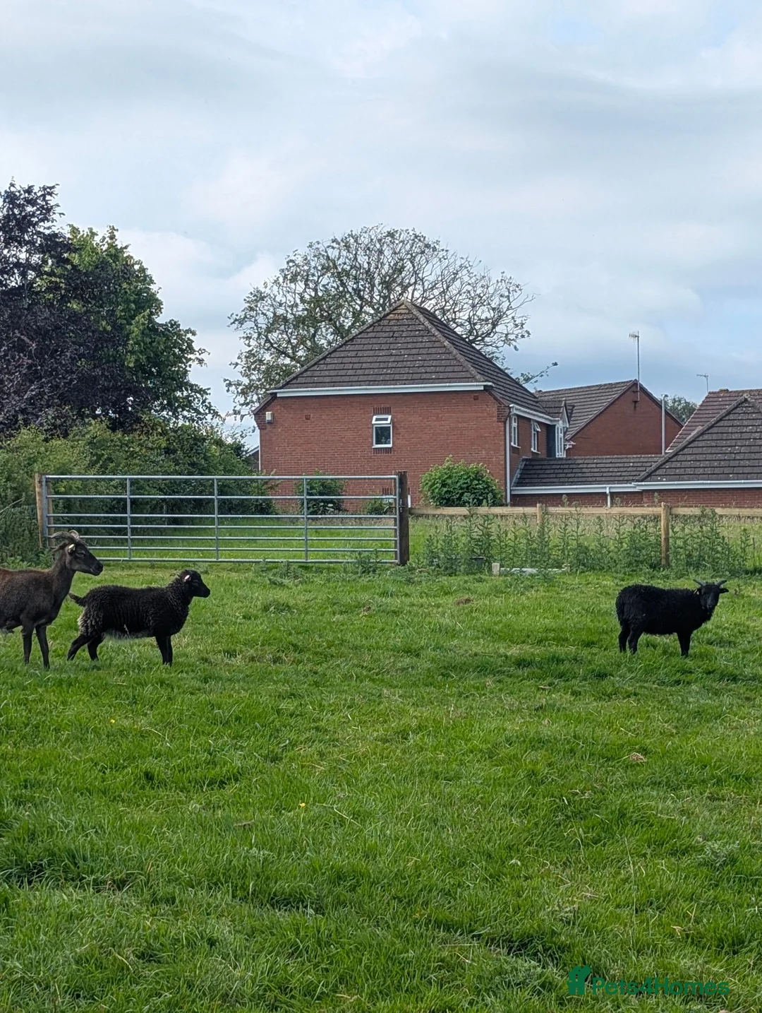 Sheep livestock for sale: Hebridean Soay Cross breeding ram lambs - Advert 1