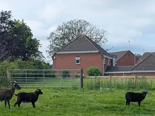 Sheep livestock for sale: Hebridean Soay Cross breeding ram lambs - Advert 1