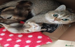 British Shorthair cats for sale: Caring, loving BSH Golden Boy Available  - Image 5