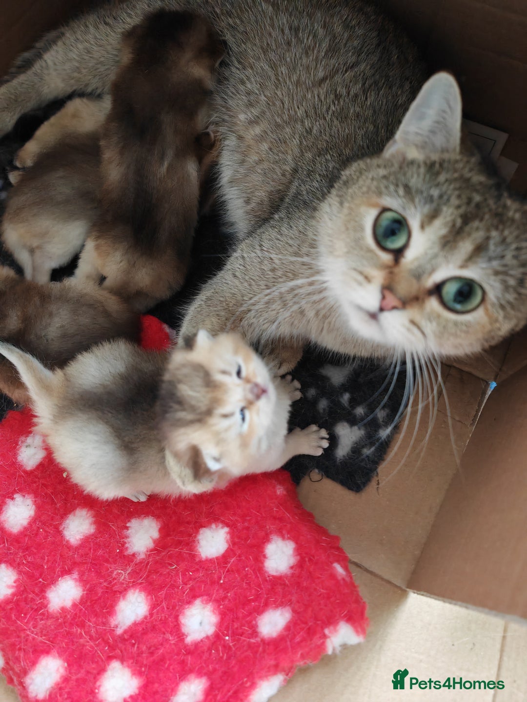 British Shorthair cats for sale: Caring, loving BSH Golden Boy Available  - Image 5
