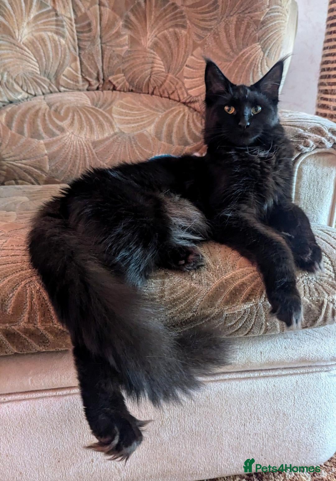 Maine Coon cats for sale: 🎄GCCF XXL Maine Coon Kitties-RARE OPPORTUNITY🎄  - Advert 6