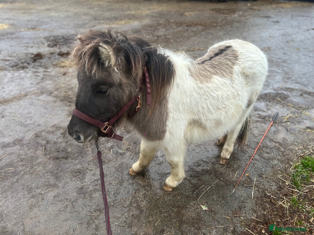 Shetland pony horses for sale: Cracker - Advert 4