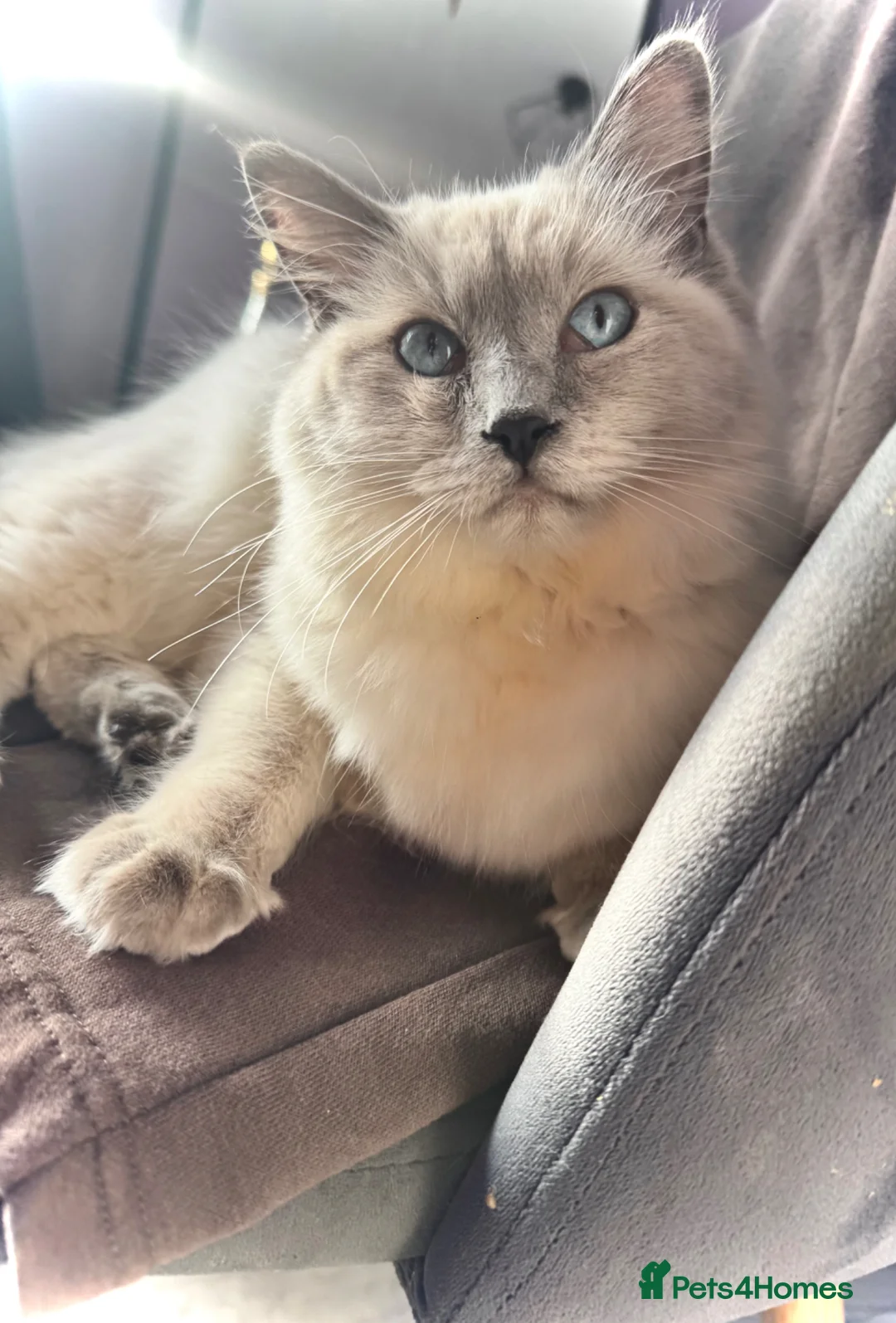 Ragdoll cats for sale: Blue point ragdoll female in Leven - Advert 1