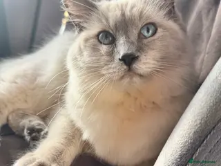 Ragdoll cats Blue point ragdoll female - Advert 2