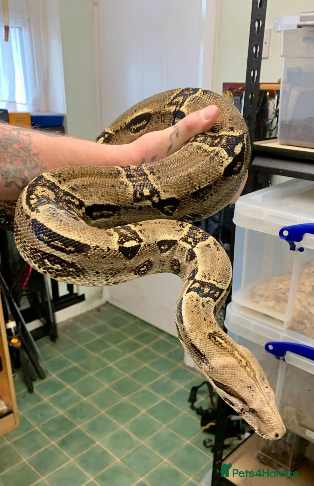 Boa Snake reptiles for sale: 6 year old male common boa constrictor in Poulton-le-Fylde - Advert 2