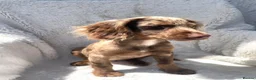 Cocker Spaniel dogs for sale: 6 Beautiful Cocker Spaniel puppies  - Advert 7