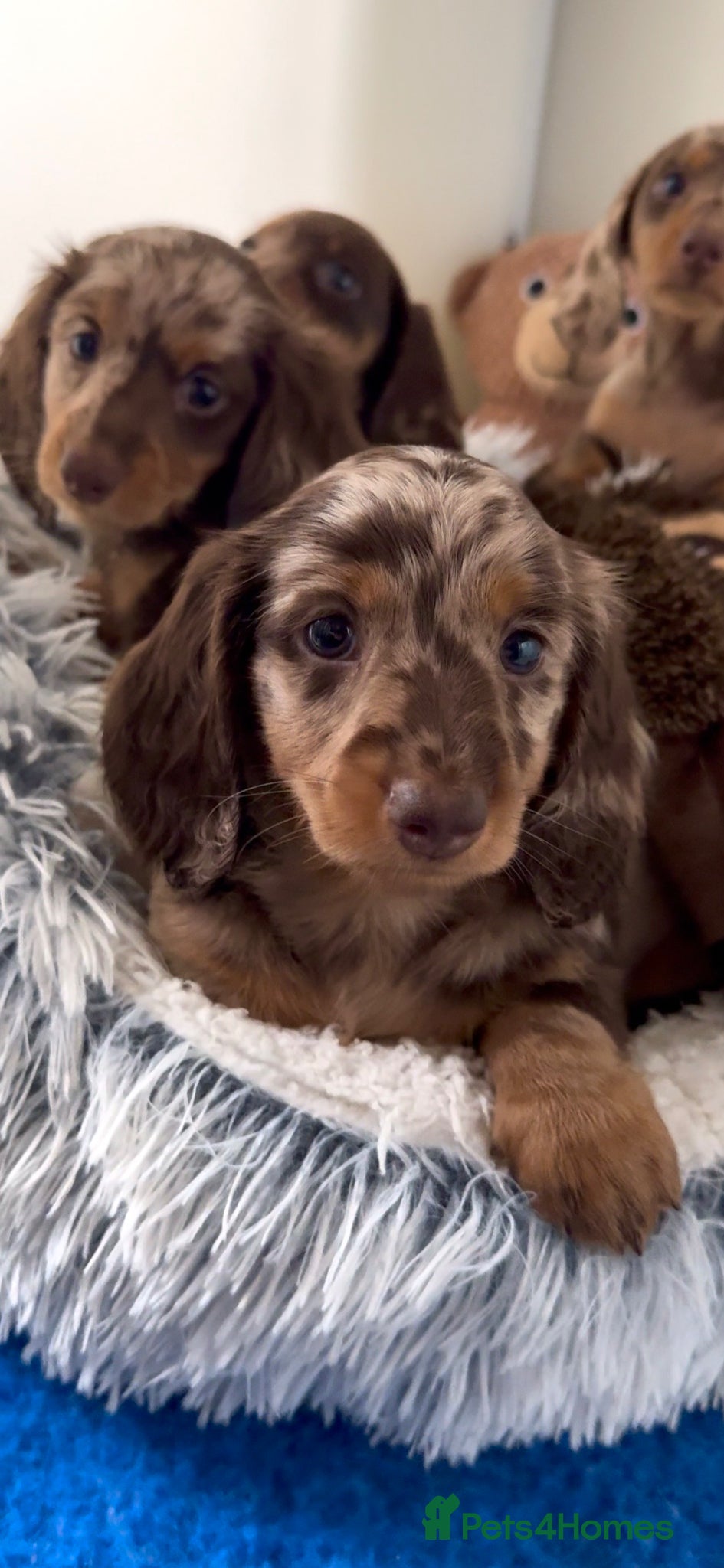 Miniature Dachshund dogs Quality miniature long hair & smooth hair puppy's - Advert 2