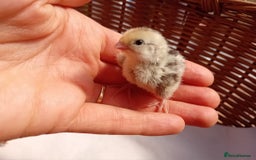 Quail poultry for sale: Snowflake Bobwhite Quail Chicks ~ Various Ages - Image 11