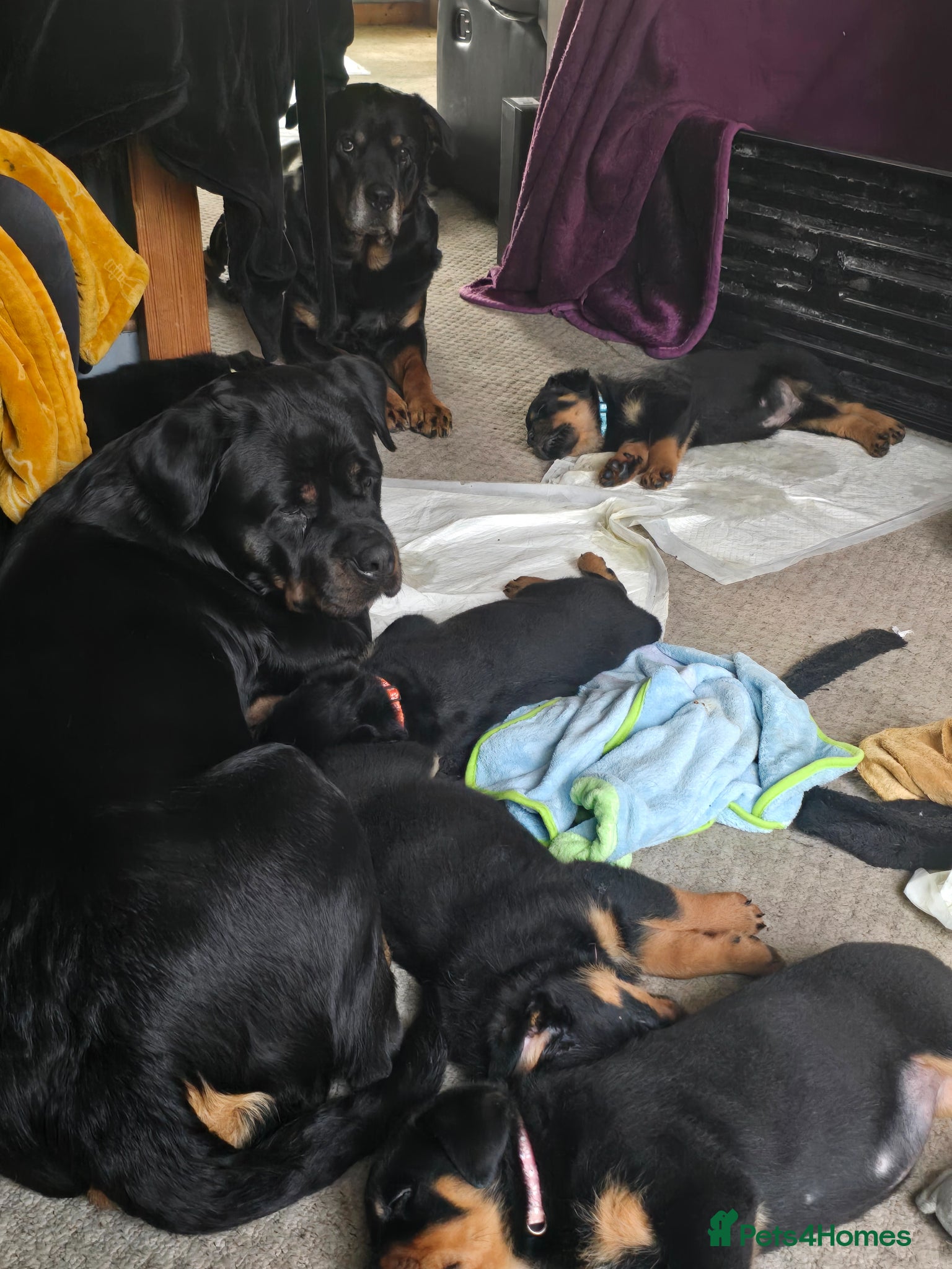 Rottweiler dogs Rottweiler puppies for sale cash only  - Advert 2