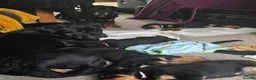 Rottweiler dogs for sale: Rottweiler puppies for sale cash only  - Advert 2