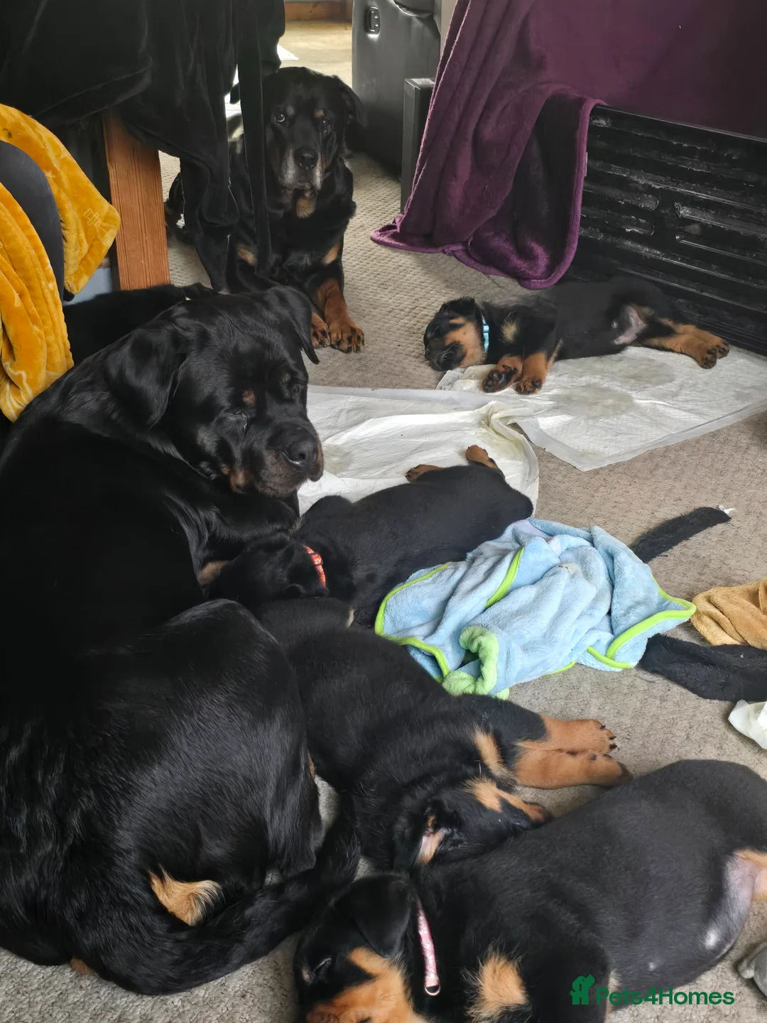 Rottweiler dogs for sale: Rottweiler puppies for sale cash only  - Advert 2
