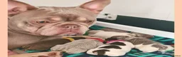 French Bulldog dogs for sale: Quality Puppies from highly health tested Parents - Advert 11