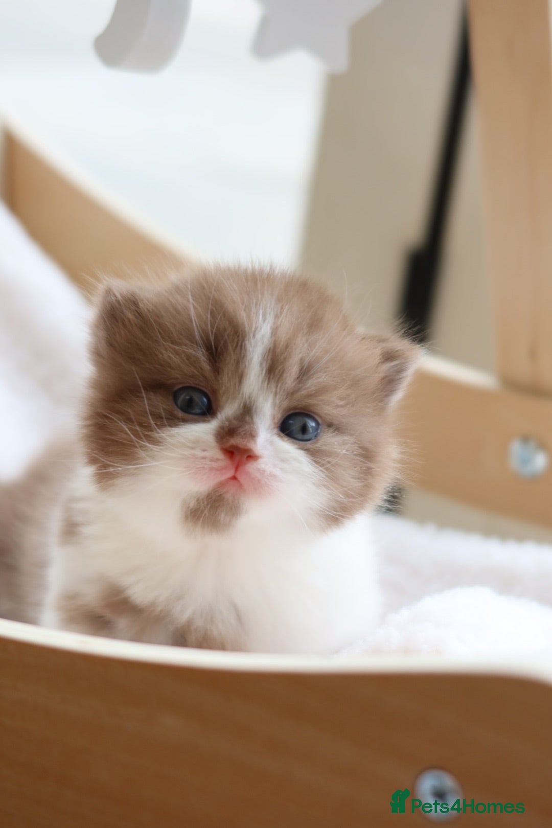 British Shorthair cats British Shorthair Kittens - Registered & Licensed - Advert 1
